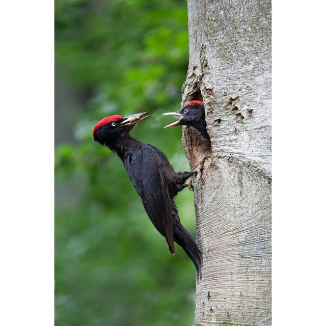 Woodpecker Feeding by Pum_eva - Wrapped Canvas Print 17 Stories Size: 46cm H x 30cm W on Productcaster.