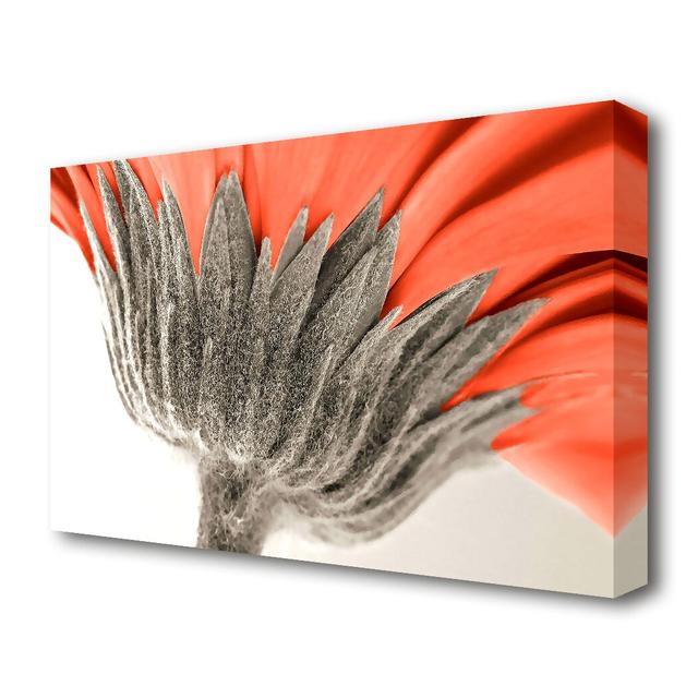 Underside View Of A Daisy Flowers Canvas Print Wall Art East Urban Home Size: 66.04 cm H x 101.6 cm W on Productcaster.