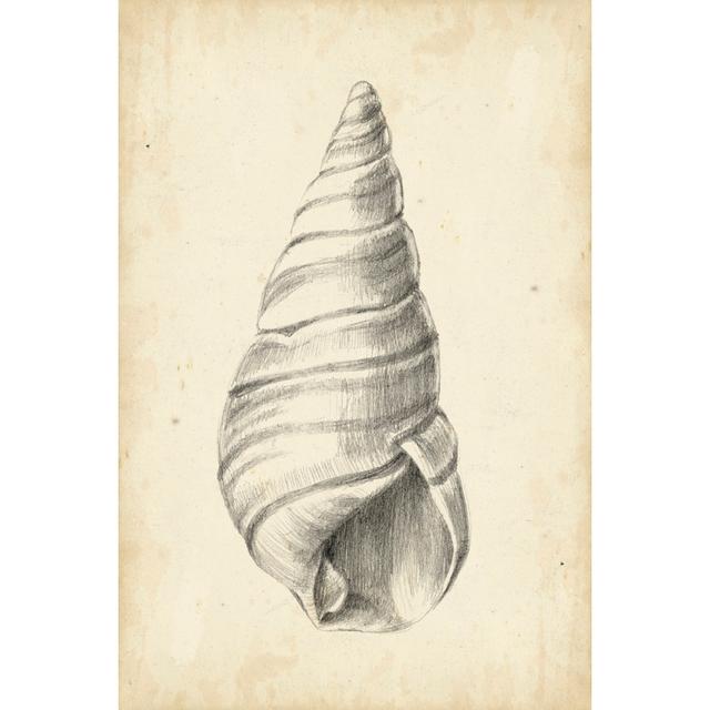 Antique Shell Study V Highland Dunes Size: 122cm H x 81cm W x 3.8cm D on Productcaster.