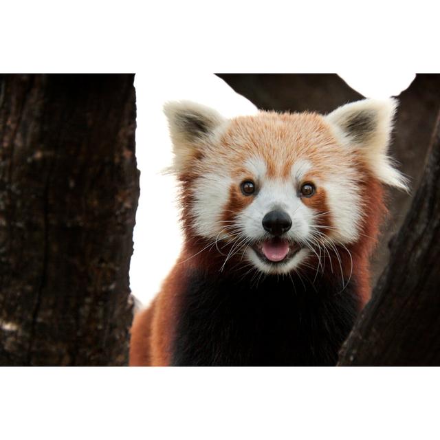 Playful Red Panda - Wrapped Canvas Art Prints Alpen Home Size: 81cm H x 122cm W x 3.8cm D on Productcaster.