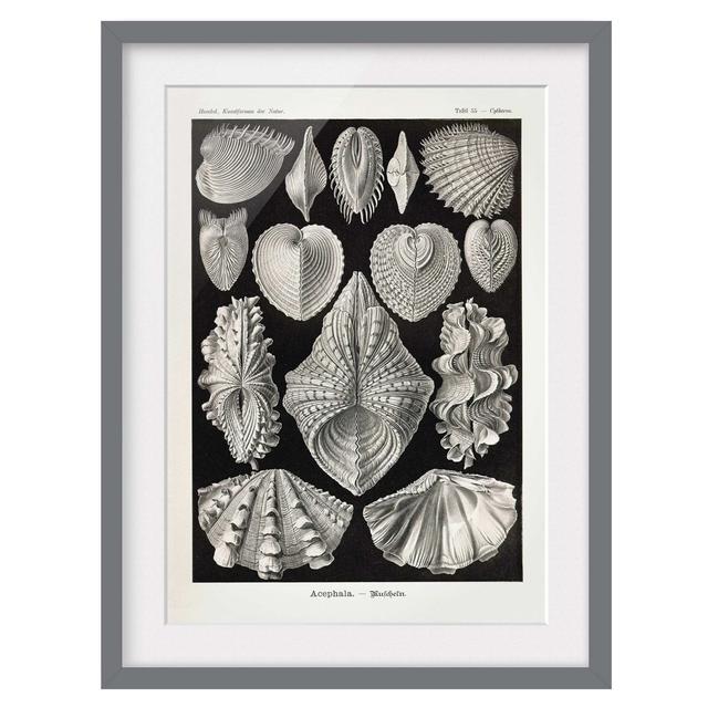 Picture With Frame - Vintage Textbook Shells II - Portrait 4:3_Matte Highland Dunes Size: 100cm H x 70cm W x 2cm D, Frame Option: Grey on Productcaster.