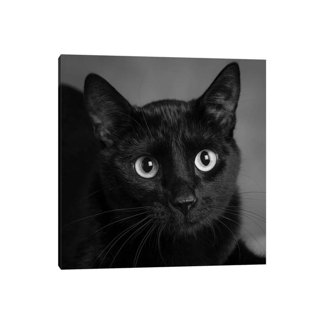 Portrait Of A Black Cat - Wrapped Canvas Print Latitude Run Size: 45.72cm H x 45.72cm W x 1.91cm D on Productcaster.