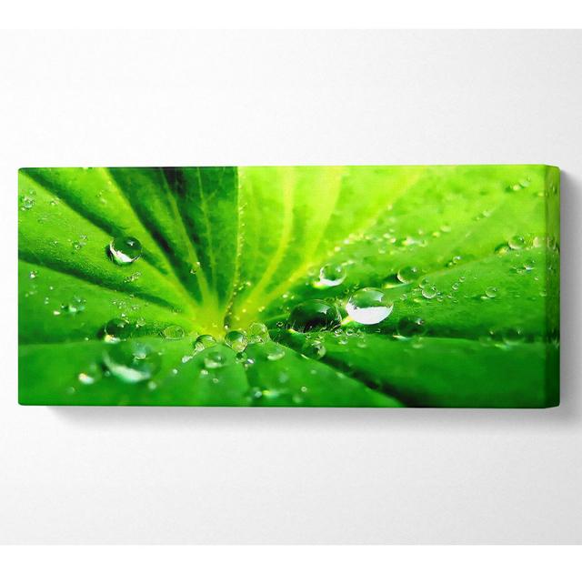 Sunlit Leaf Droplets Panoramic Canvas Ebern Designs Size: 81.3cm H x 183cm W x 10cm D on Productcaster.