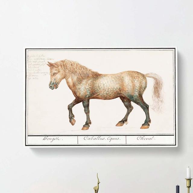 A Horse by A.B. de Boodt - Wrapped Canvas Graphic Art Print East Urban Home Size: 50cm H x 76cm W x 3cm D on Productcaster.