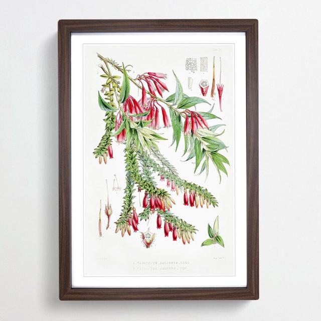 Himalayan Plants XV by W. H. Fitch - Picture Frame Painting Print East Urban Home Frame Option: Walnut Framed, Size: 48cm H x 36cm W x 2cm D on Productcaster.