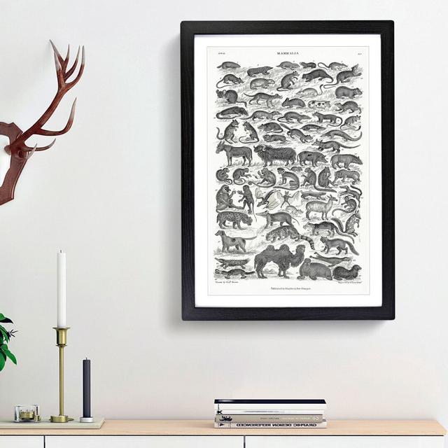 Study of Mammals LIV by Oliver Goldsmith - Picture Frame Drawing Print East Urban Home Frame Option: Black Framed, Size: 87cm H x 62cm W x 2cm D on Productcaster.