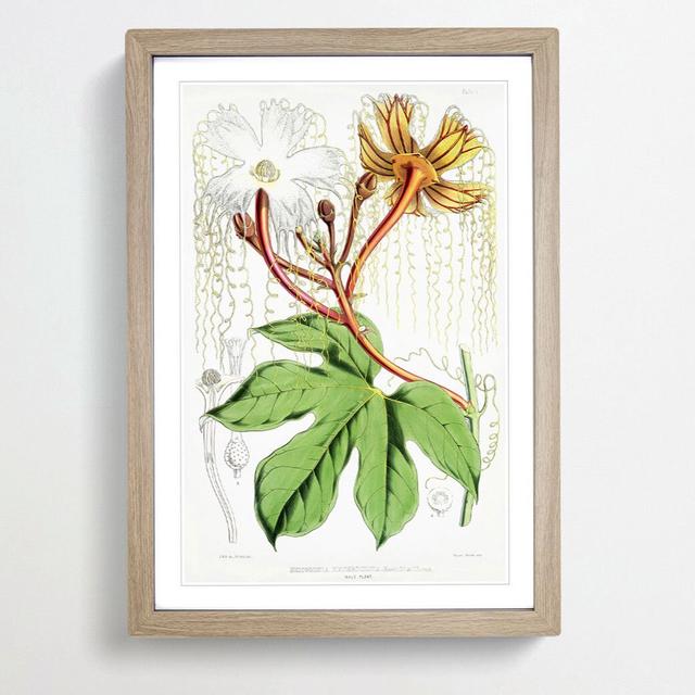 Himalayan Flowers Illustration PL. 1 by W. H. Fitch - Picture Frame Painting Print East Urban Home Size: 65cm H x 48cm W x 2cm D, Frame Option: Oak Fr on Productcaster.