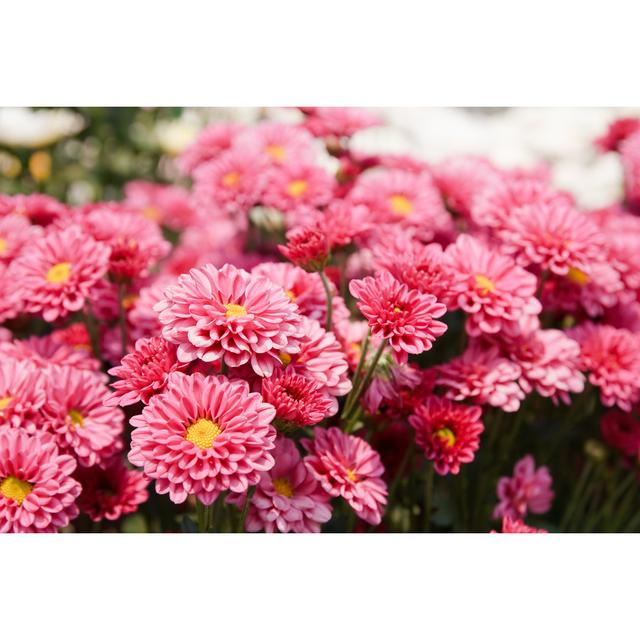 Elazer Pink Chrysanthemum Flowers - Wrapped Canvas Photograph Latitude Run Size: 51cm H x 76cm W x 3.8cm D on Productcaster.