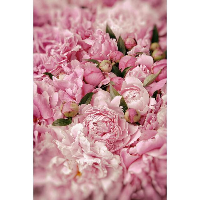 Jalapa Pink Peonies - Wrapped Canvas Photograph Marlow Home Co. Size: 76cm H x 51cm W x 3.8cm D on Productcaster.