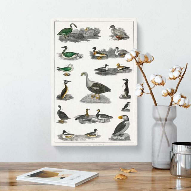 Assortment of Birds XXIX by Oliver Goldsmith - Wrapped Canvas Painting Pint East Urban Home Size: 60cm H x 40cm W x 3cm D on Productcaster.