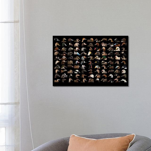 A Composite Of 110 Species Of Ducks And Geese von Joel Sartore - Gallery-Wrapped Canvas Giclée Brambly Cottage Größe: 45,72 cm H x 66,04 cm B x 3,81 c on Productcaster.