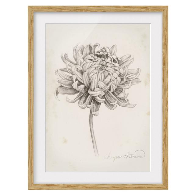 Botanical Study Chrysanthemum I - Picture Frame Drawing Brambly Cottage Size: 40cm H x 30cm W x 2cm D, Frame Option: Brown Framed on Productcaster.