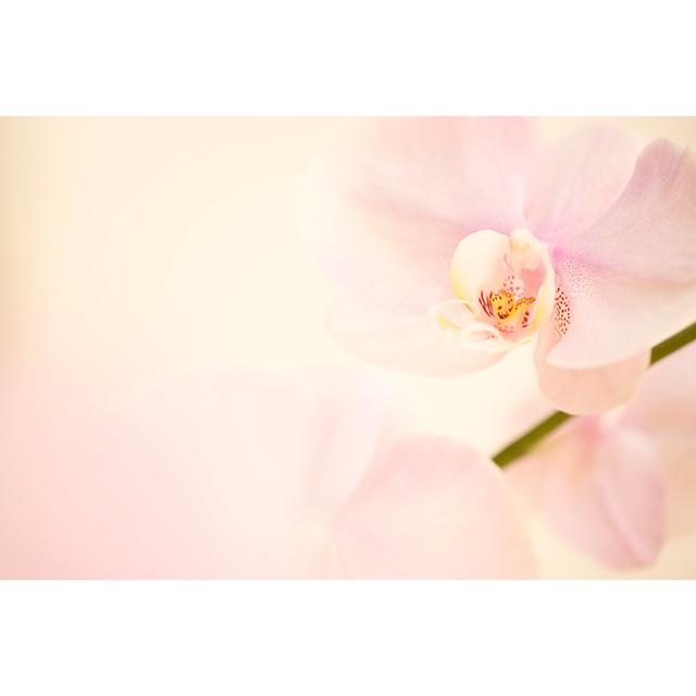 Orchid Background in Cream and Pink Tones - Wrapped Canvas Photograph Ebern Designs Size: 51cm H x 76cm W x 3.8cm D on Productcaster.