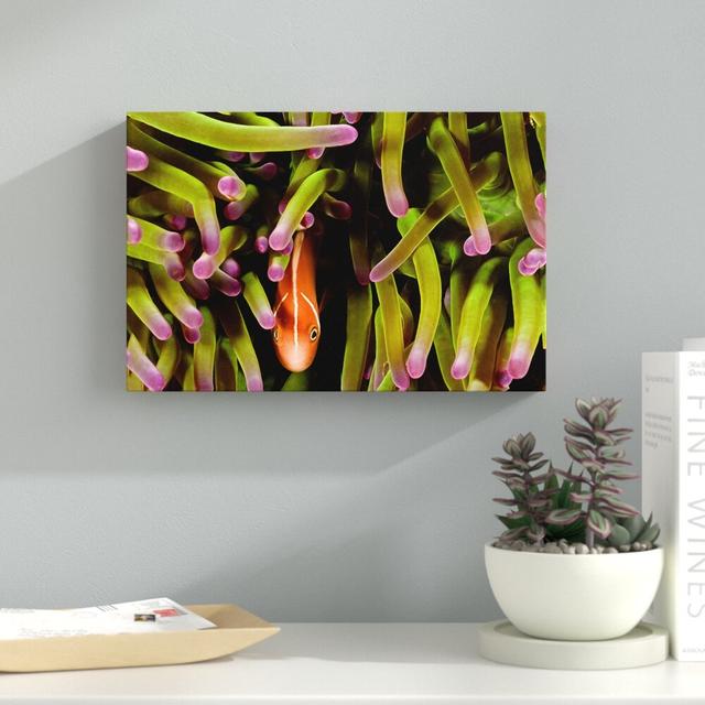 Anemone Fish by David Fleetham - Wrapped Canvas Print East Urban Home Size: 25cm H x 38cm W x 4cm D on Productcaster.