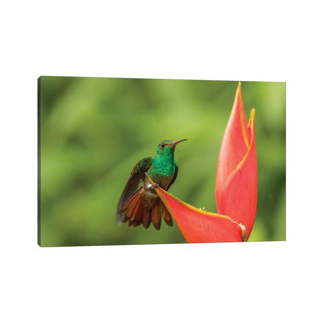 Costa Rica, Sarapique River Valley. Rufous-Tailed Hummingbird on Heliconia Plant by Jaynes Gallery - Wrapped Canvas Photograph Latitude Run Size: 20.3 on Productcaster.