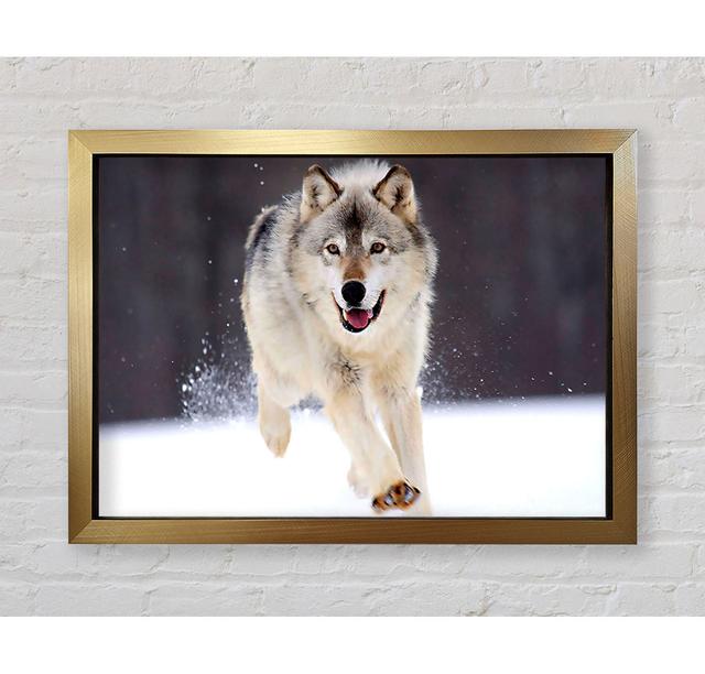 Grey Wolf Minnesota - Single Picture Frame Art Prints Bright Star Size: 59.7cm H x 84.1cm W on Productcaster.