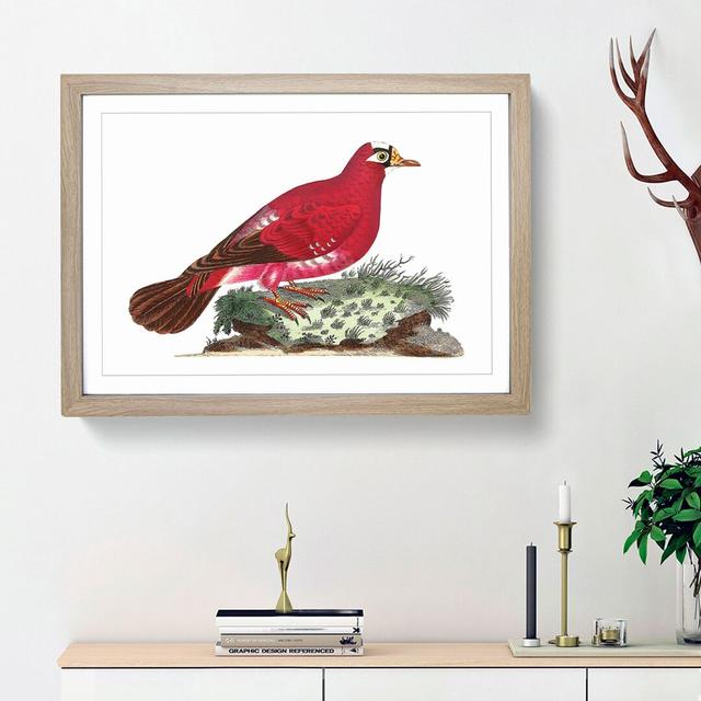 Crimson Pigeon by George Shaw - Picture Frame Painting Print East Urban Home Frame Option: Oak Framed, Size: 36cm H x 48cm W x 2cm D on Productcaster.