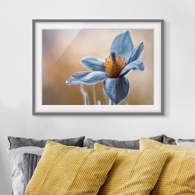 Gerahmter Grafikdruck Blue Pasque Flower East Urban Home Größe: 70 cm H x 100 cm B, Rahmenoptionen: Mattgrau on Productcaster.