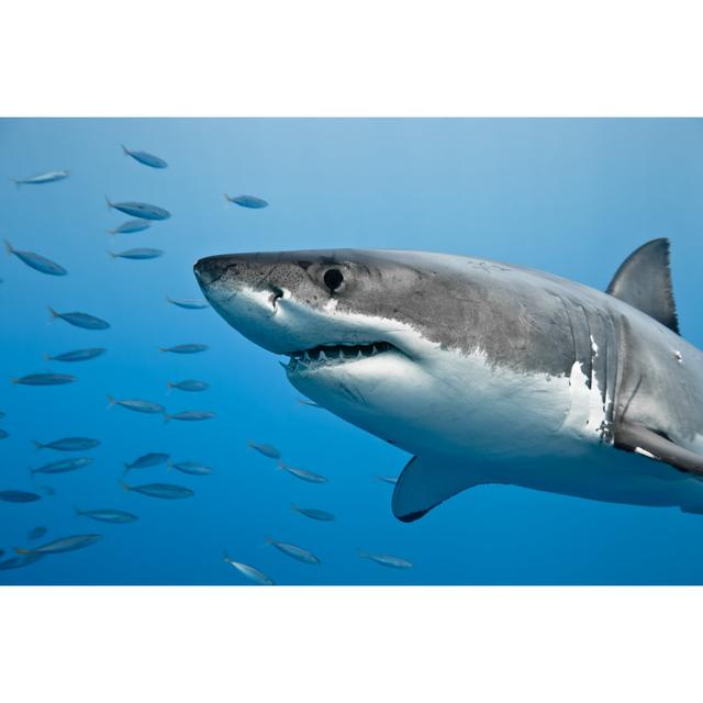 Great White Shark by Vladoskan - Wrapped Canvas Print Longshore Tides Size: 20cm H x 30cm W on Productcaster.