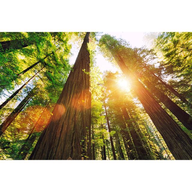 Redwood National Park by Pawel Gaul - No Frame Art Prints on Canvas Alpen Home Size: 51cm H x 76cm W on Productcaster.