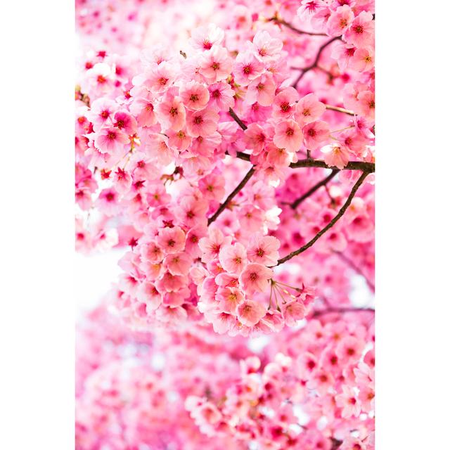 Pink Cherry Blossoms In Full Bloom by Ooyoo - No Frame Print on Canvas 17 Stories Size: 30cm H x 20cm W on Productcaster.