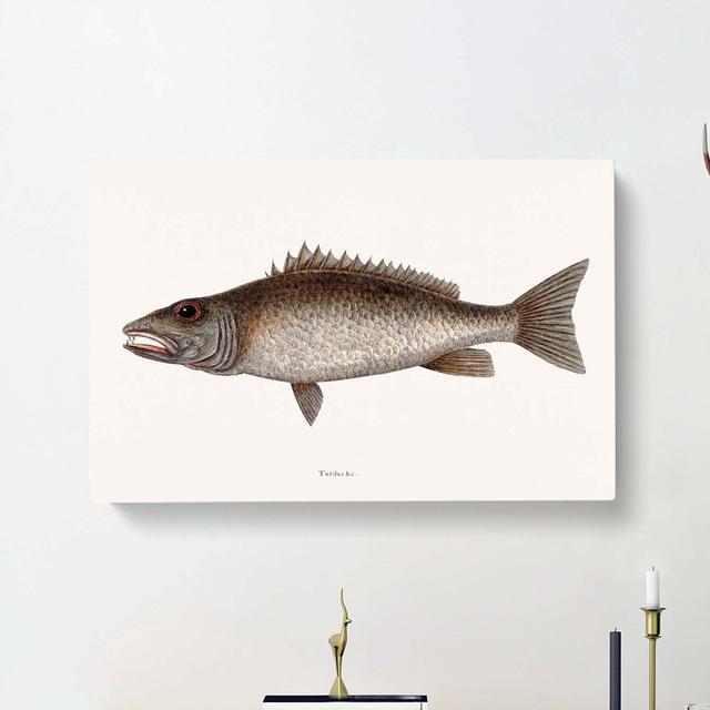 Mangrove Snapper Fish by Mark Catesby - Wrapped Canvas Graphic Art Print East Urban Home Size: 50cm H x 76cm W x 3cm D on Productcaster.