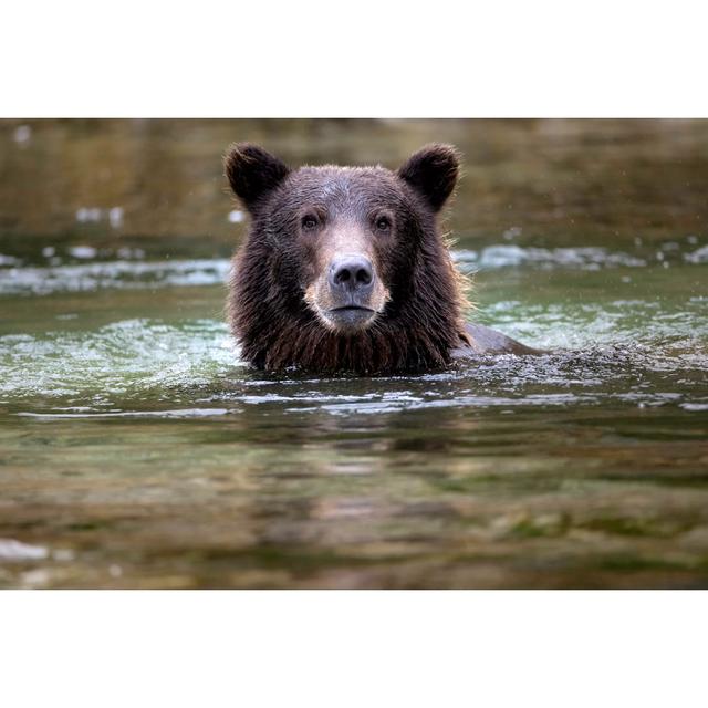 Coastal Brown Bear Swimming by Justinreznick - No Frame Print on Canvas Alpen Home Size: 51cm H x 76cm W on Productcaster.