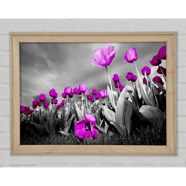 Purple Tuilp Skies B N W - Single Picture Frame Art Prints Brayden Studio Size: 59.7cm H x 84.1cm W x 1.5cm D on Productcaster.