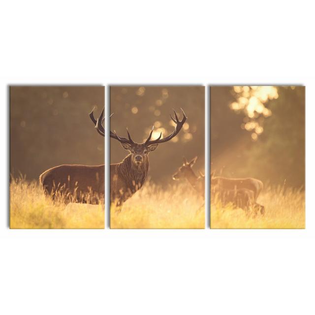 'Giant Tree in the Jungle' 3 Piece Deer in the Morning Light Photographic Art Print on Canvas East Urban Home Size: 120cm H x 240cm W on Productcaster.