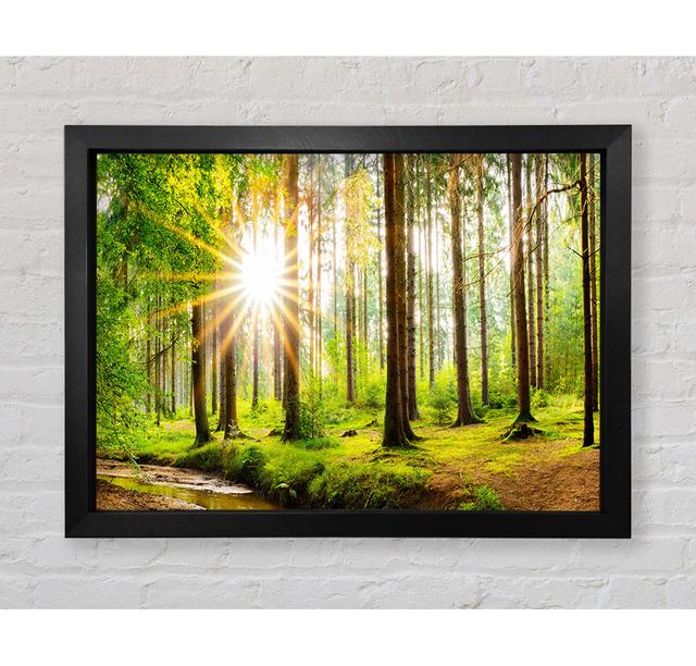 Sun Appearing Through The Trees In Britain - Print Bright Star Size: 42cm H x 59.7cm W x 3.4cm D on Productcaster.