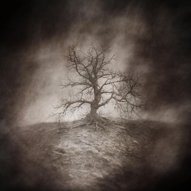 Dead Tree by Heartland-Arts - Wrapped Canvas Print 17 Stories Size: 51cm H x 76cm W on Productcaster.