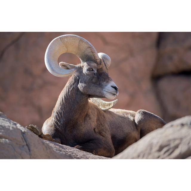 Bighorn Sheep - Wrapped Canvas Photograph Alpen Home Size: 51cm H x 76cm W x 3.8cm D on Productcaster.