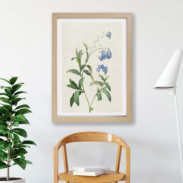 Water Forget-Me-Not Flowers by Pierre-Joseph Redoute - Single Picture Frame Painting East Urban Home Size: 45cm H x 63cm W x 2cm D, Frame Option: Oak on Productcaster.