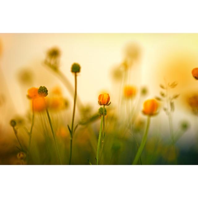 Blooming Little Meadow Flower by Photoiris2021 - Wrapped Canvas Photograph Ebern Designs Size: 30.48cm H x 45.72cm W on Productcaster.