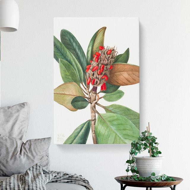 Southern Magnolia Vol.1 by Mary Vaux Walcott - Wrapped Canvas Painting East Urban Home Size: 76cm H x 50cm W x 3cm D on Productcaster.