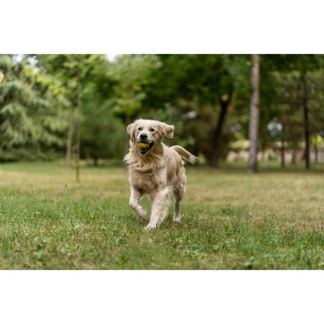 Golden Retriever by Freemixer - No Frame Art Prints on Canvas 17 Stories Size: 20cm H x 30cm W on Productcaster.