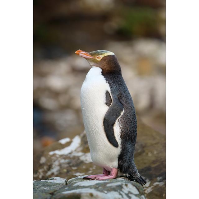 Yellow-Eyed Penguin - Wrapped Canvas Photograph Ebern Designs Size: 81cm H x 122cm W on Productcaster.