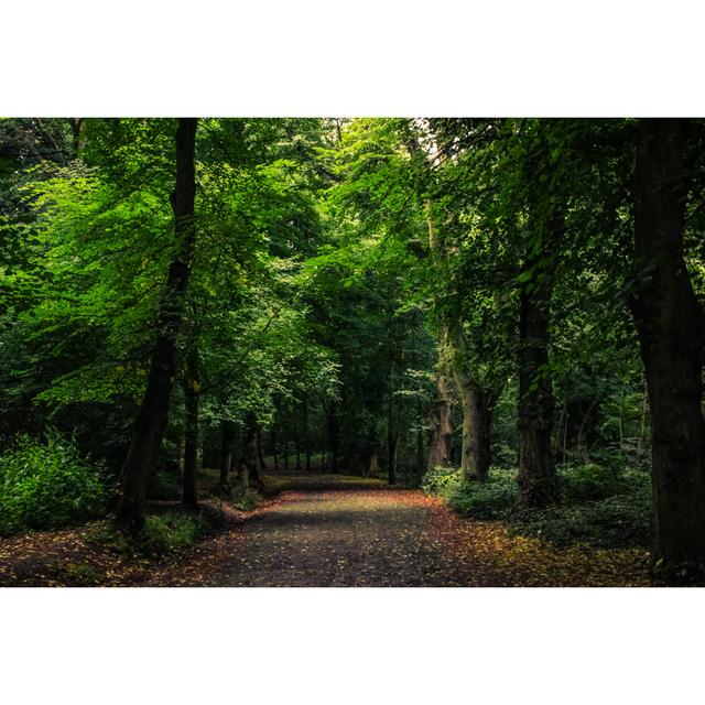 Forest Path by Nyxmedia - Wrapped Canvas Print Union Rustic Size: 61cm H x 91cm W x 3.8cm D on Productcaster.