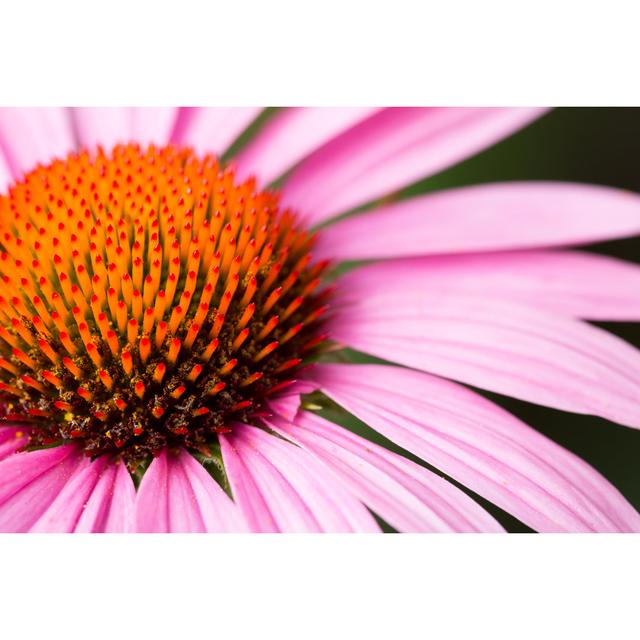 Macro Purple Cornflower - Wrapped Canvas Art Prints 17 Stories Size: 61cm H x 91cm W x 3.8cm D on Productcaster.