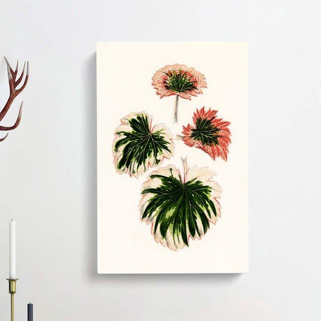 Saxifrage Leaves by Benjamin Fawcett - Wrapped Canvas Print East Urban Home Size: 60cm H x 40cm W x 3cm D on Productcaster.