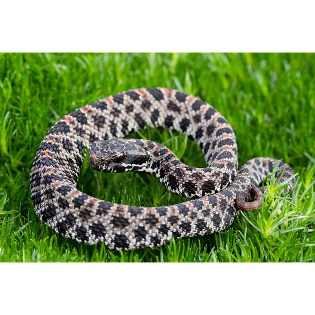 Dusky Pygmy Rattlesnake by Mark Kostich - No Frame Art Prints on Canvas 17 Stories Size: 30cm H x 46cm W on Productcaster.