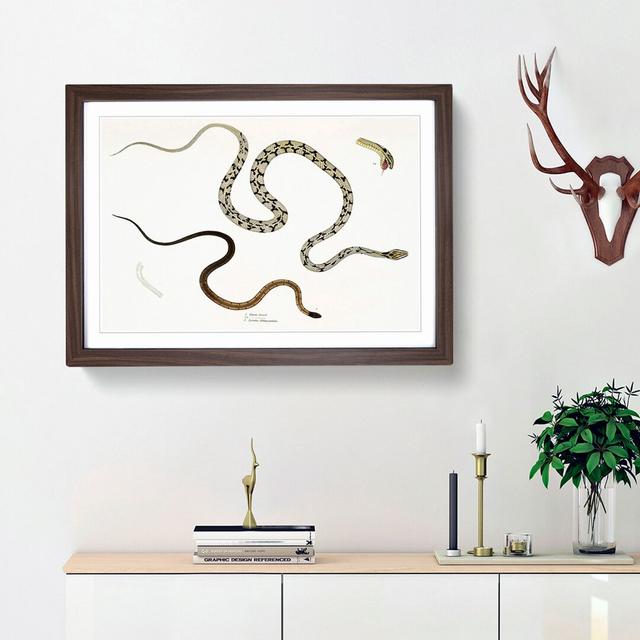 Illustrations of Snakes by John Edward Gray - Picture Frame Painting Print East Urban Home Size: 48cm H x 65cm W x 2cm D, Frame Option: Walnut Framed on Productcaster.