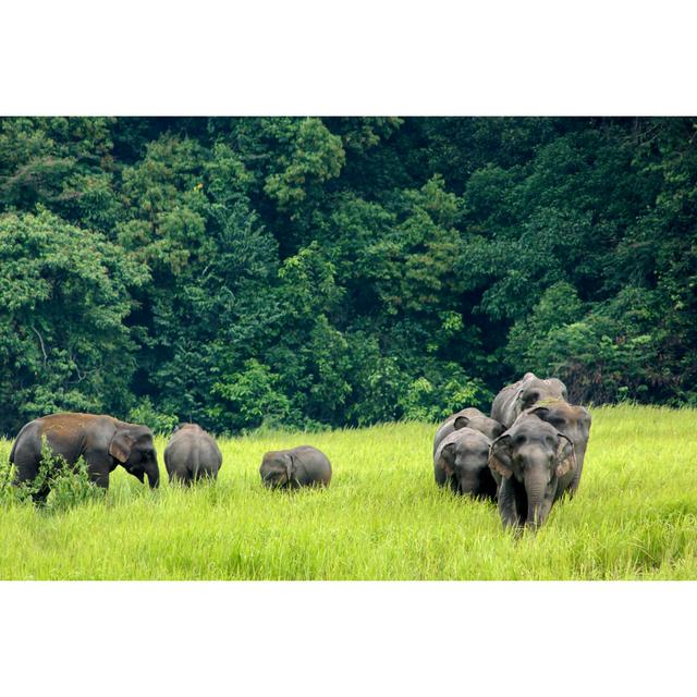 Several Asian Elephants in a Field Surrounded by Trees - Wrapped Canvas Photograph Ebern Designs Size: 51cm H x 76cm W on Productcaster.