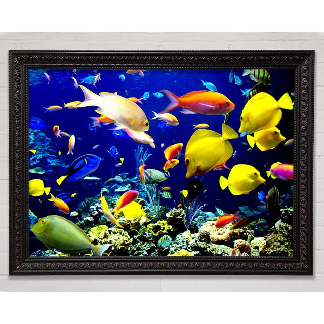 Tropical Fish Underwater - Single Picture Frame Art Prints Bright Star Size: 84.1cm H x 118.9cm W on Productcaster.