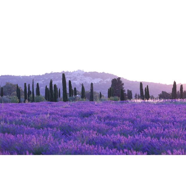 Lavender Field by Pawel.gaul - Print Lily Manor Size: 61cm H x 91cm W x 3.8cm D on Productcaster.