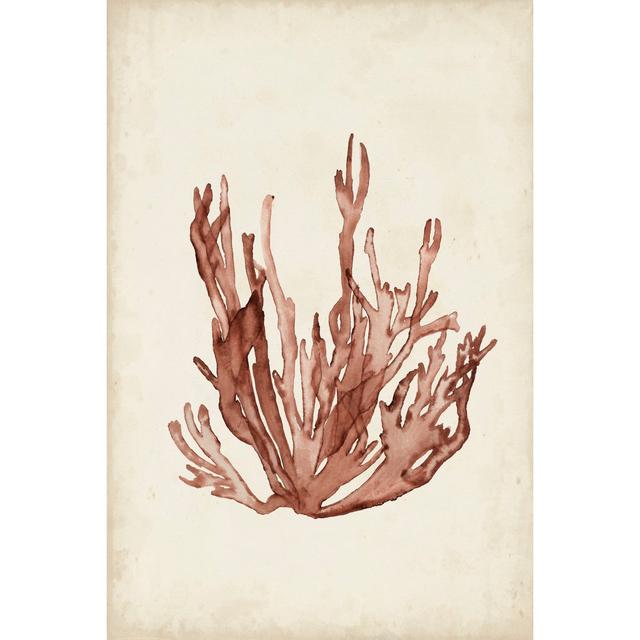 Seaweed Specimens VII Highland Dunes Size: 30cm H x 20cm W on Productcaster.