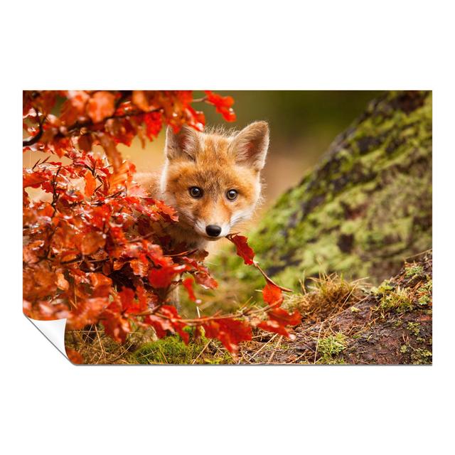 Panther Print Fine Art Prints Brown Baby Fox In Wildlife Artistic Unframed Poster, Pictures For Home Walls, Bedroom, Living Room & Bathroom Decor Pant on Productcaster.