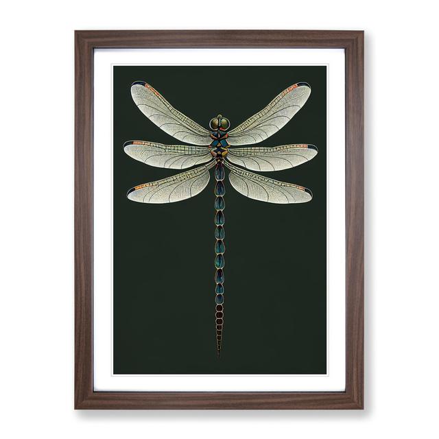 Symmetrical Dragonfly - Picture Frame Graphic Art Brambly Cottage Size: 34cm H x 25cm W x 2cm D, Frame Colour: Walnut Framed on Productcaster.