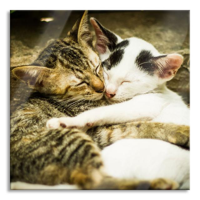 Cuddling Kittens - Unframed Photograph on Glass 17 Stories Size: 80cm H x 80cm W x 0.4cm D on Productcaster.