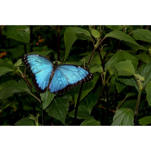 Blue Morpho Butterfly - Print 17 Stories Size: 30cm H x 46cm W on Productcaster.